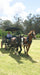 45 - Minute Vineyard Horse - Drawn Carriage Ride - We Wander