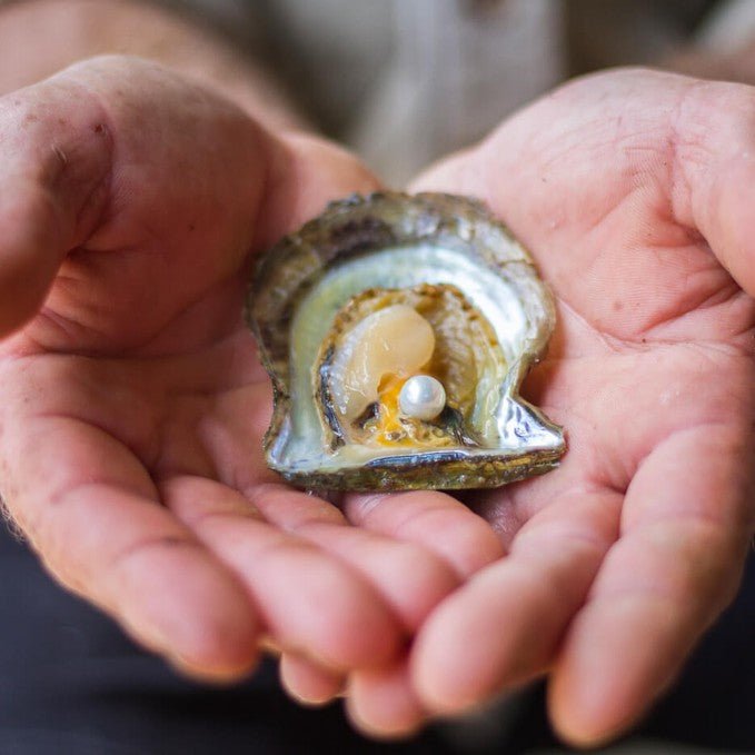 Broken Bay Pearl Farm Tour - We Wander