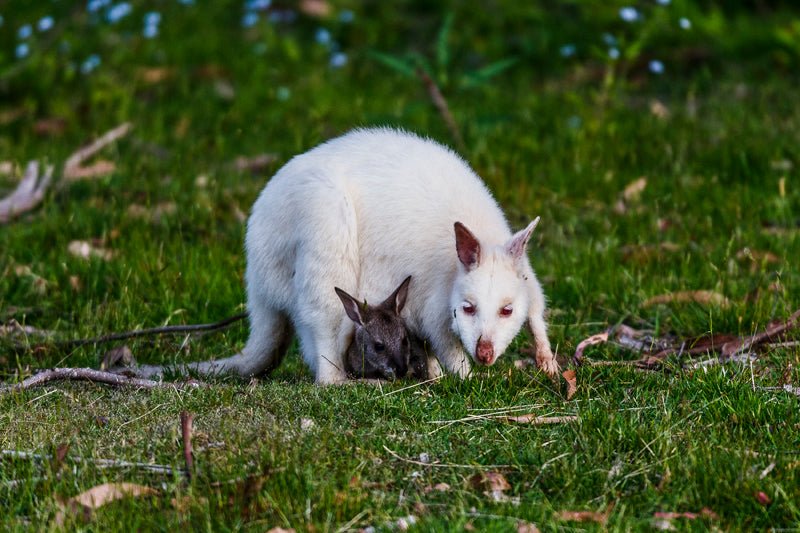 Bruny Island Traveller - We Wander