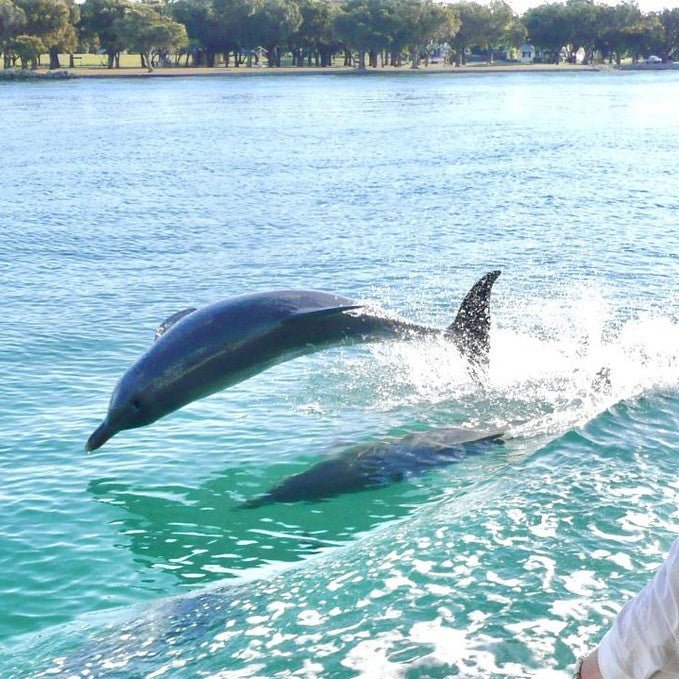 Eco Bbq Boat Cruise - We Wander