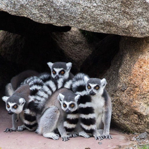 Healesville Sanctuary General Entry - We Wander