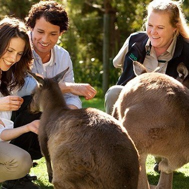 Healesville Sanctuary General Entry - We Wander