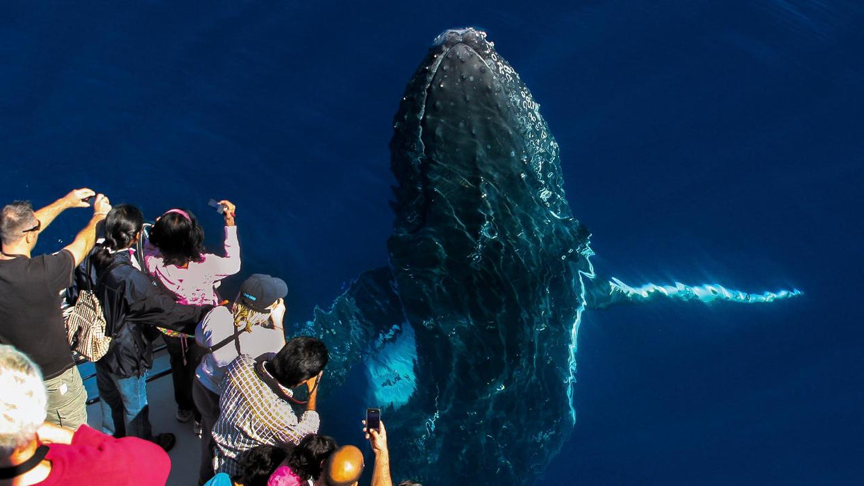 Sea World Whale Watching - We Wander