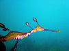 Snorkel With Sea Dragons - We Wander